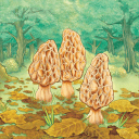 Morels(羊肚菌最新版手游下载)