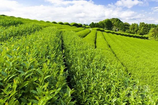 智慧茗园官方最新版下载