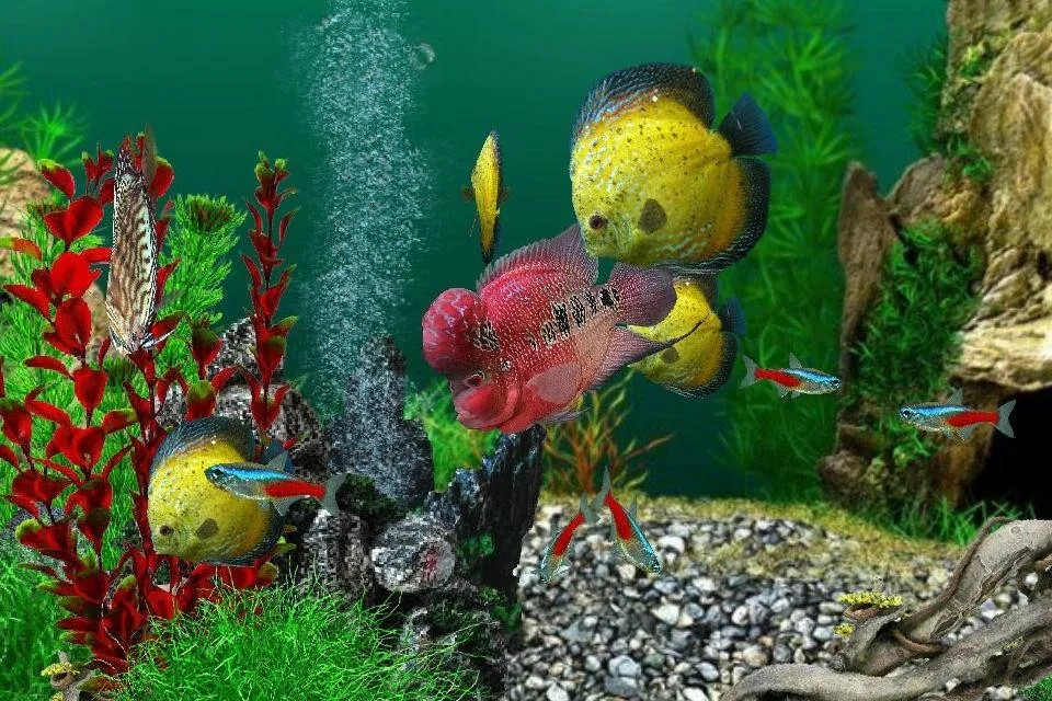 水族生命(AquaLife 3D)最新版