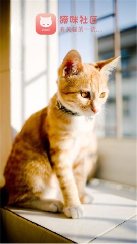 猫猫社区