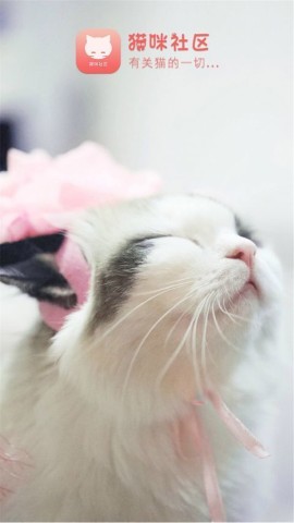 猫猫社区