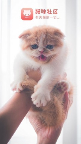 猫猫社区